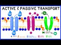 Comparing Active and Passive Transport Mechanisms