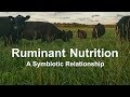 Ruminant Digestion and Microbiology