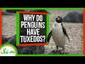 Understanding Countershading in Animals