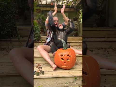 #pumpkin #pumpkincarving #pumkinspice #chimp #chimpanzee #chimp #cute