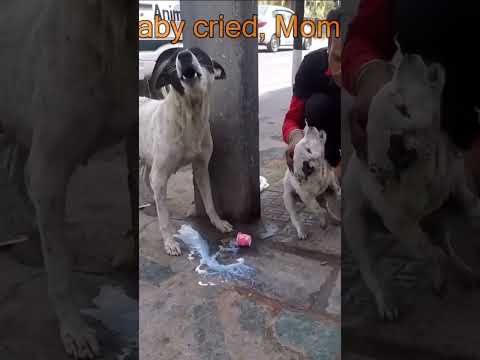Heartbreaking Moment: Mom Cries Over Injured Puppy on Road #rescuedoglove #pets #dogrescuestories