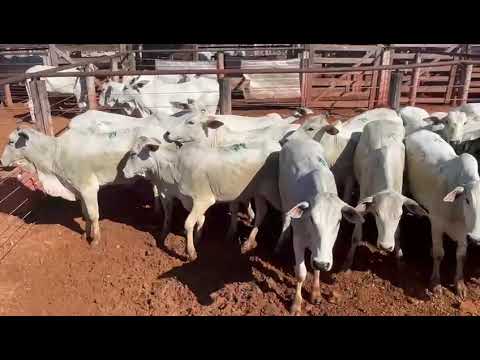 LOTE 24