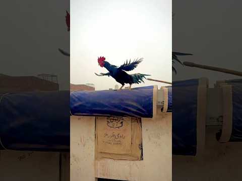 #parrot #aseel #shortsfeed #rooster #shorts