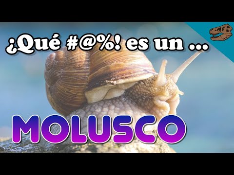 ¿Qué #@%! es un MOLUSCO + El origen de los hipopótamos