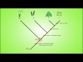 Cladogramas e Relações Evolutivas