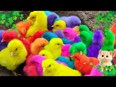 Menangkap ayam lucu, ayam warna warni, ayam rainbow, bebek, angsa, ikan hias, ikan cupang, Kelinci