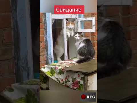 😻Что припёрся? Ладно, заходи