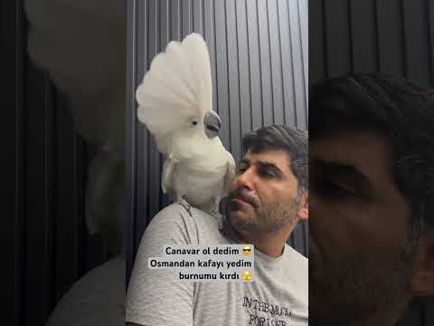 Nasıl canavar bu böyle babasını dövüyo 😎🪽Osman canavar olma