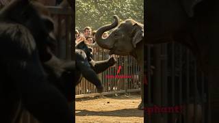 أزعجت الغوريلا الفيل الصغير، فجاءت الأم!