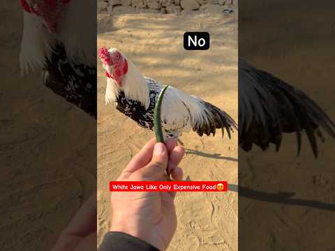 Check Out The Rooster’s Attitude During Feeding😀#shorts #rooster #birds