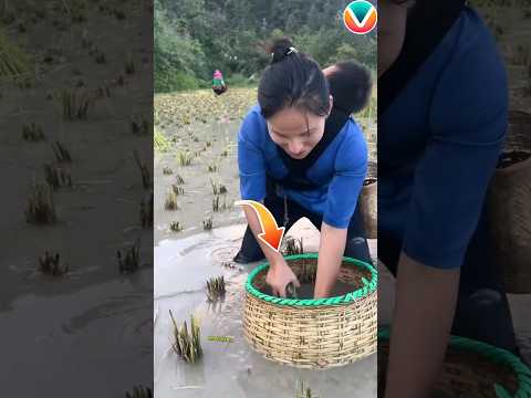 This is the new invention that can make farmers rich 😱🫡 #shorts #ytshorts #respect