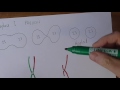 Cell Division and Genetic Recombination