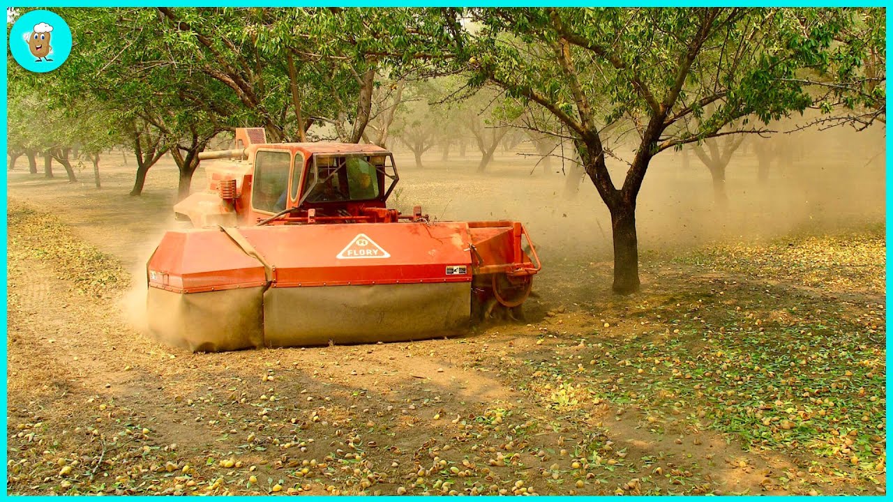 The Miraculous Process of Growing and Harvesting Almonds