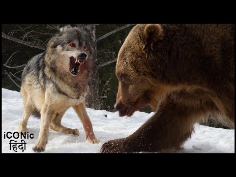 भालू ने आज गलत जानवर से पंगा ले लिया | Bear VS Wolf Fight to Death | Hindi |