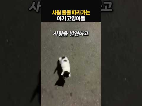 사람을 발견하고 졸졸 따라오는 아기 고양이