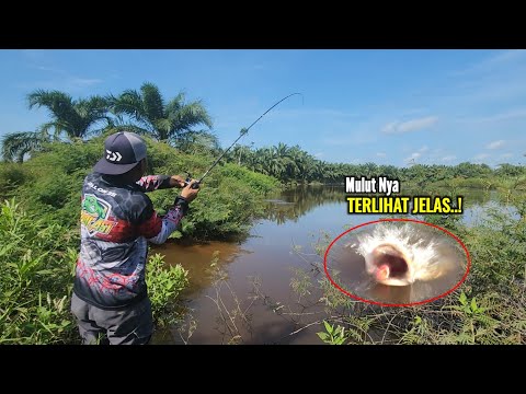 PERTAMA KALI JACPOT IKAN INI MENGGUNAKAN UMPAN JAWS || SAMBARAN DAHSYAT IKAN GABUS BESAR