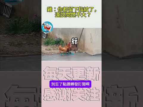 搞笑動物系列第1015集(重播) 雞:你都留下指紋了,還説問題不大?#搞笑 #黑熊 #搞笑视频 #熊日常 #pets #黃狗 #熊日常 #黃狗 #funny #老友狗狗 #萌宠 #寵物友善日常#萌宠