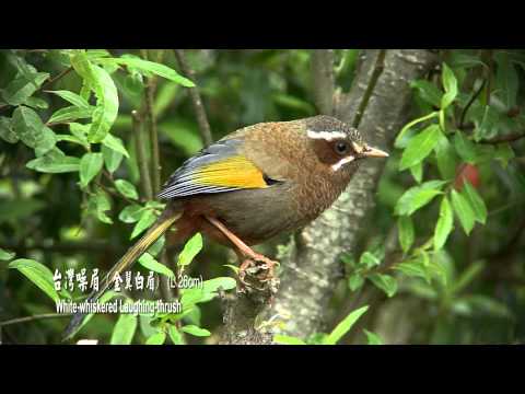 2014 Endemic Birds of Taiwan(新台灣特有25種野鳥) - YouTube