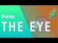 Understanding the Human Eye