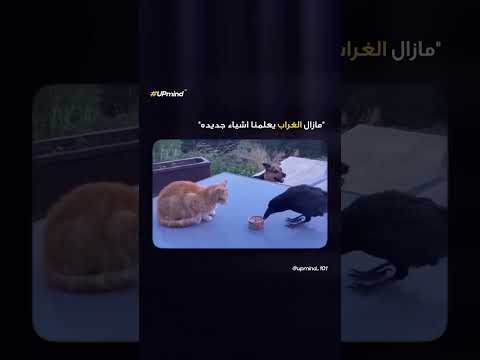 الرحمة عنوان الحياة