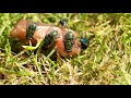 Forensic Entomology Concepts
