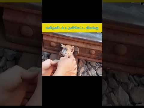 மனிதனிடம் உதவிகேட்ட விலங்கு facts in tamil facts in minutes only fact tamil #shorts