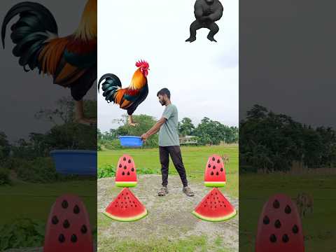 Flying crying babies Catching vs danching gorilla vs hen, parrot funny video #shorts #shortsfeed 😌🙂