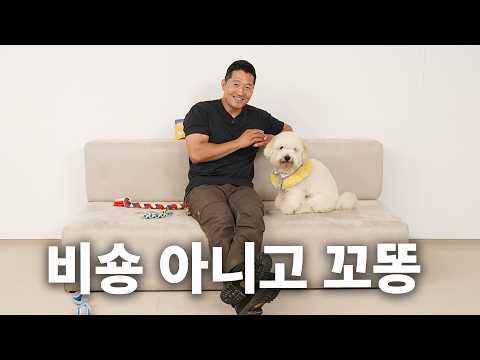 폭신♥ 손이 털 속에 숨어버림  | 견종백과 꼬똥 드 툴레아편