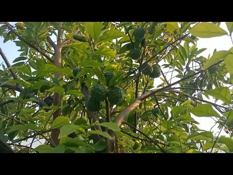 Sithapalam#custardapple #homegardening#telugu