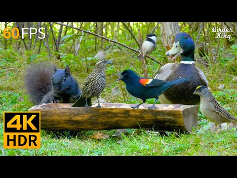 Cat TV for Cats to Watch 😺🐦 Awesome Birds, Squirrels and Ducks 🐿 Cat Games 4K HDR