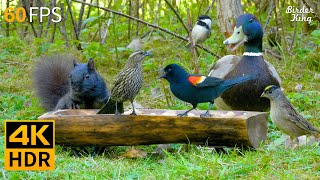 Cat TV for Cats to Watch 😺🐦 Awesome Birds, Squirrels and Ducks 🐿 Cat Games 4K HDR
