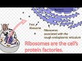 Exploring Cell Organelles and Their Functions