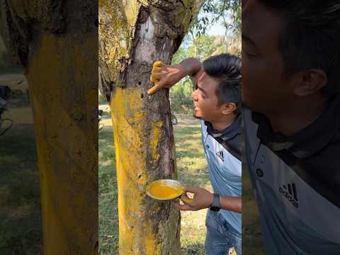 গাছে হলুদ দেওয়া হচ্ছে #farmers #agriculture
