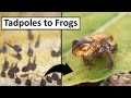 Frog Life Cycle and Tadpoles