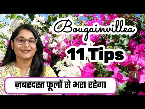 🔴BOUGAINVILLEA PLANT 11 TIPS TO GROW & COMPLETE CARE/ फूलों से भर जाएगा बोगेनविलिया #bougainvillea
