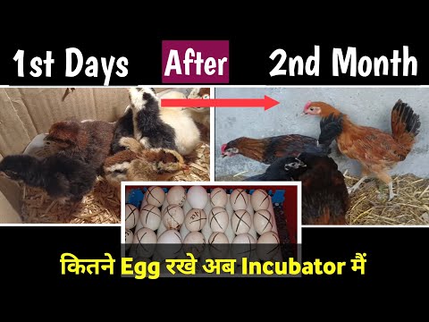 Hen Chicks Update Video | Incubator Me Aur Egg Laga Diye