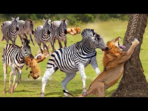 Lion Family Evacuated With No Place Stay Wandering By Bloodthirsty Zebra Herd And What Happens Next