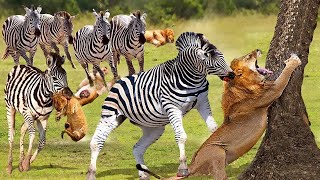 Lion Family Evacuated With No Place Stay Wandering By Bloodthirsty Zebra Herd And What Happens Next