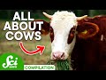 Understanding Cows and Climate Change