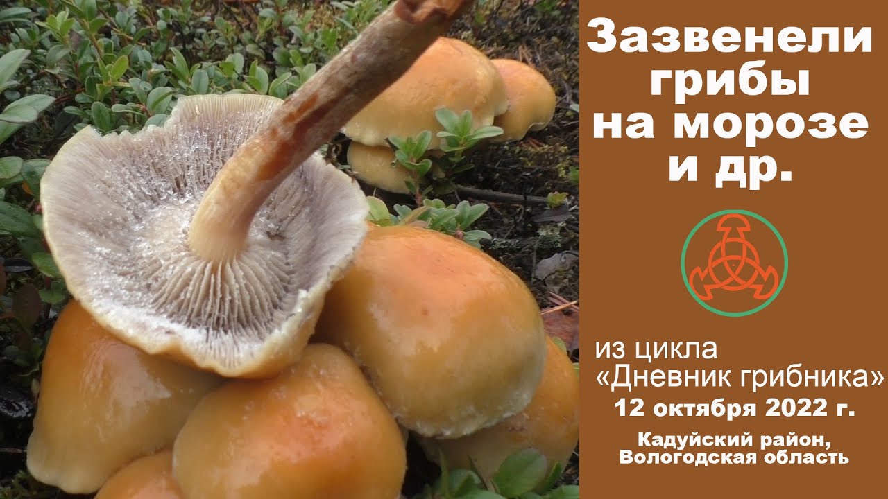 Зазвенели грибы на морозе и др. 12 октября 2022 года