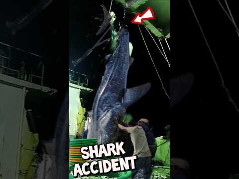 দূর্ঘটনা সবসময় বলে আসে না | Shark Accident