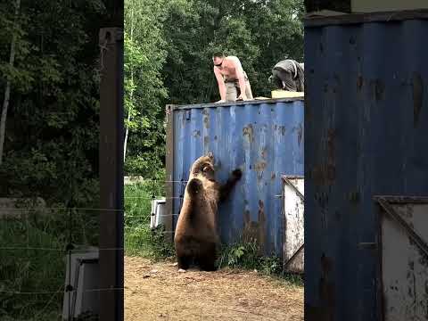 Why is the bear angry?😲🤭😂#shorts #youtube #memes #animals #bear #attack