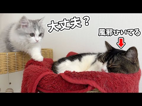 体調不良の兄猫が心配で様子を見に行く子猫がこちらです…