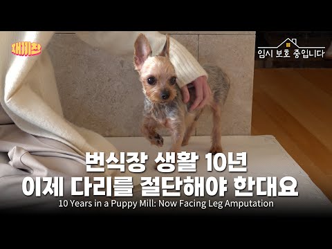 번식장에서 방치된 채 굳어버린 다리로 살아온 강아지 A leg that remained broken for a decade at a breeding farm