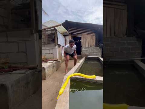 MINTA TOLONG DAMKAR BUAT NANGKAP ULAR KUNING