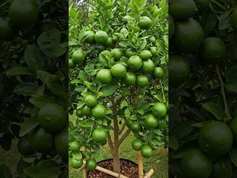 🌿Grow a PERFECT LIME Tree in Just 30 Days!