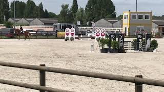 Balouto Van Paemel Z (Baloubet du rouet x Colman ) 4 y old stallion