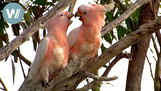 Highway durch Australien - Die Nullarbor | Tiere vor der Kamera (2016) | Folge 56/57