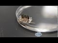 Understanding Hermit Crab Habitats