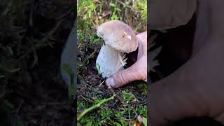Funghi boletus #grzyby2024 #mush #fungi #nature #boletusedulis #boletus #porcini
